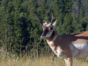National Bison Range