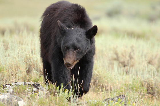 Yellowstone National Park