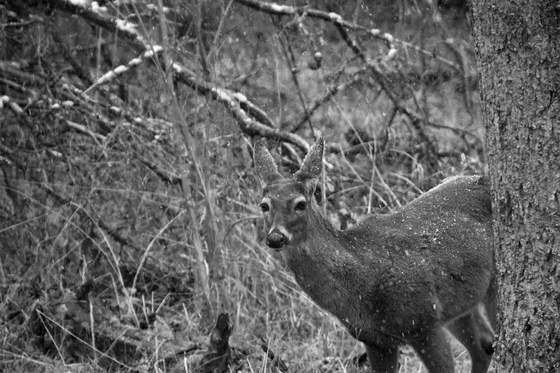 Great Smoky Mountains National Park