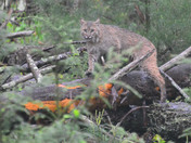Great Smoky Mountains National Park