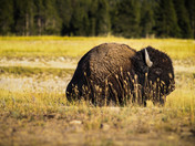 Yellowstone National Park