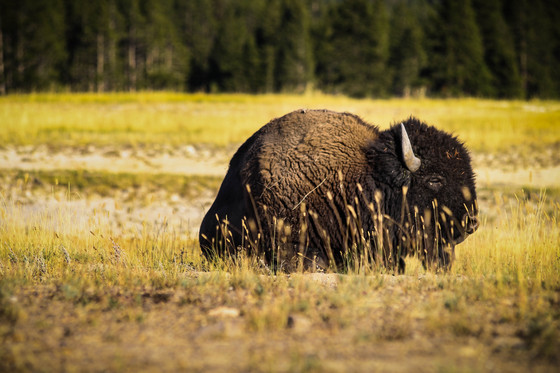 Yellowstone National Park