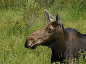 Mama Moose - Algonquing Provincial Park
