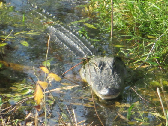 Okefenokee National Wildlife Refuge