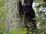 Shenandoah National Park
