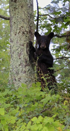 Shenandoah National Park