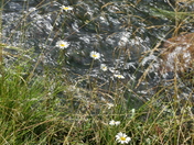 Uncompahgre National Forest