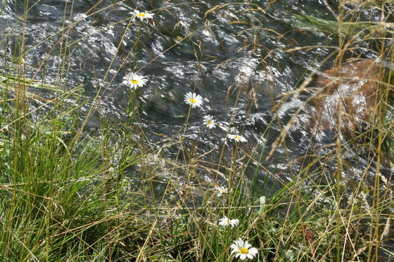 Uncompahgre National Forest