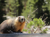 Humboldt Toiyabe National Forest