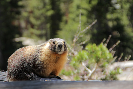 Humboldt Toiyabe National Forest