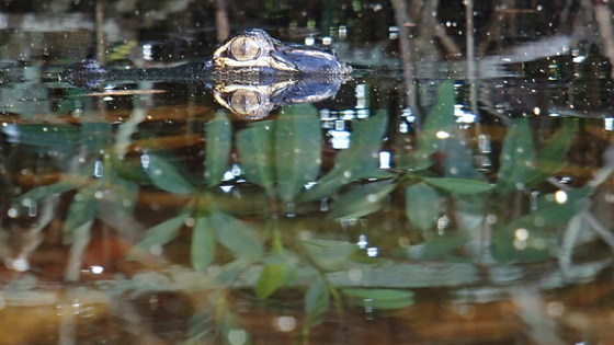 Everglades National Park