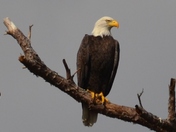 Blqckwater Wildlife Refuge