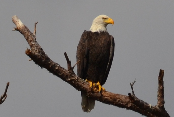 Blqckwater Wildlife Refuge
