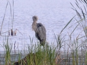 Blackwater Wildlife Refuge