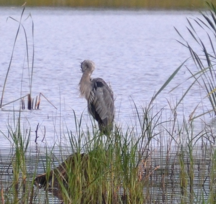 Blackwater Wildlife Refuge