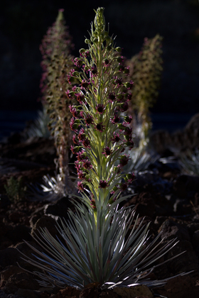 Haleakala National Park