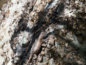 Shenandoah National Park