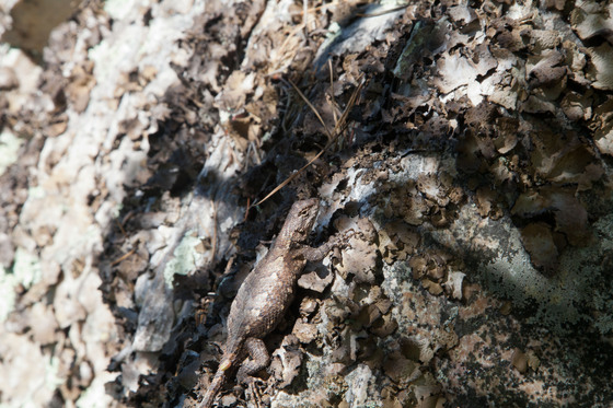 Shenandoah National Park