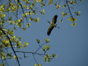 Dungannon Plantation Heritage Preserve/Wildlife Management Area