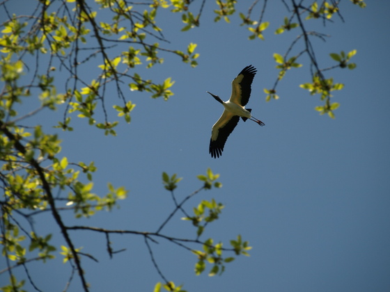 Dungannon Plantation Heritage Preserve/Wildlife Management Area