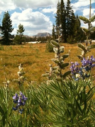 Yosemite National Park