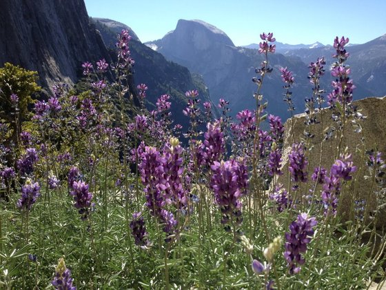 Yosemite National Park