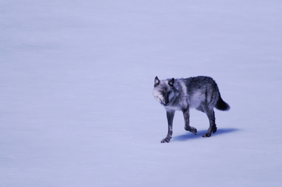 Yellowstone National Park