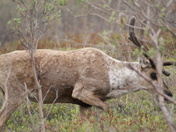 Denali National Park