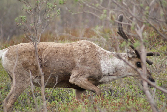 Denali National Park