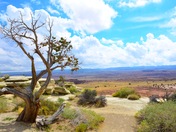 Manti-La Sal National Forest