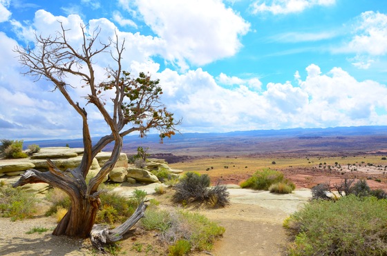 Manti-La Sal National Forest