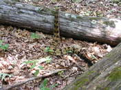 catoctin mountian park