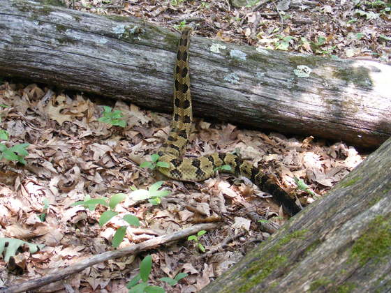 catoctin mountian park