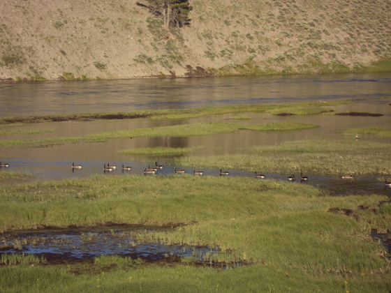 Yellowstone National Park