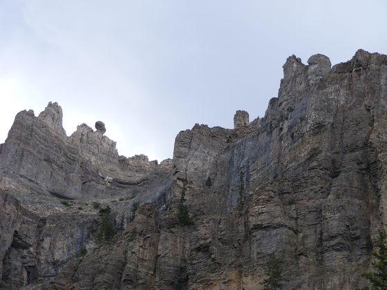 Ashley National Forest