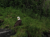 Kenai Fjords National Park, Seward, AK
