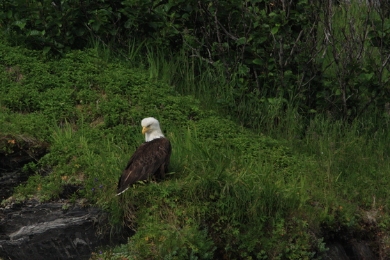 Kenai Fjords National Park, Seward, AK