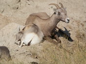 Badlands National Park