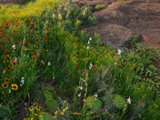 Wichita Mountains WMA