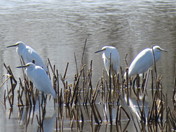 Prime Hook National Refuge