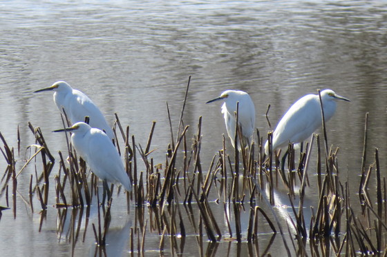 Prime Hook National Refuge