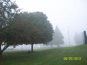 Tree's in the Fog