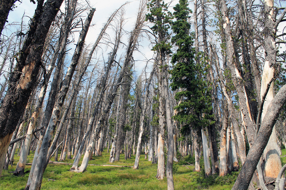 Yellowstone National Park