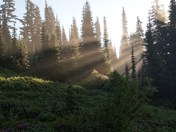 Mt. Rainier National Park