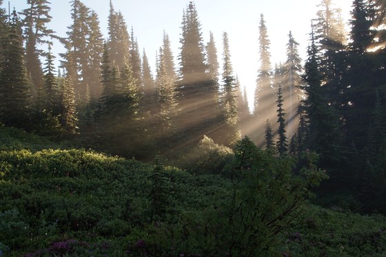 Mt. Rainier National Park