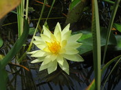 Yellow water lily 