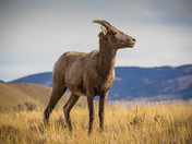 Yellowstone National Park 