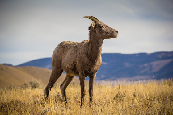 Yellowstone National Park 