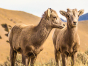 National Elk Refuge