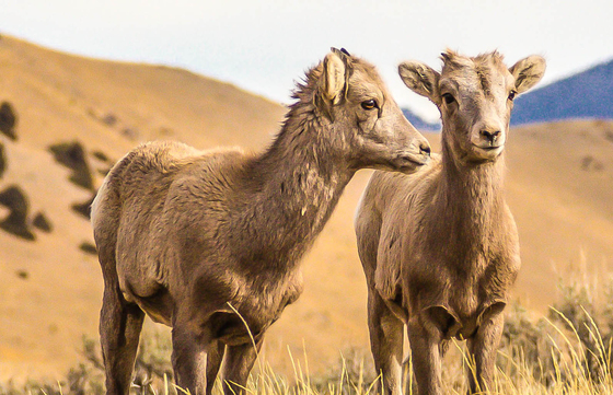 National Elk Refuge